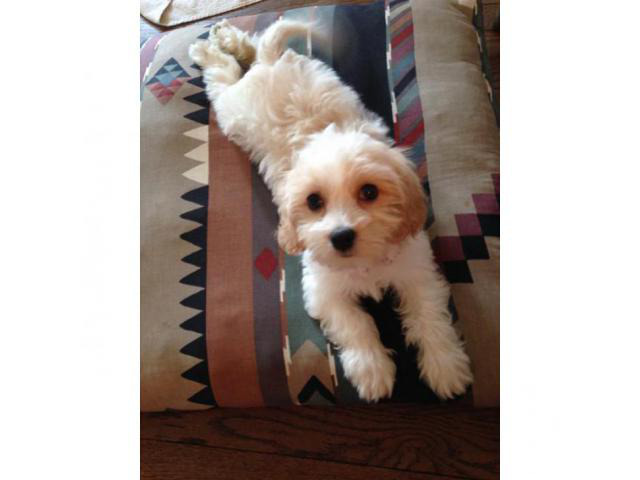 cavachon puppies ohio 10 weeks old in Columbus, Ohio ...