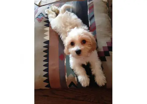 cavachon puppies ohio 10 weeks old