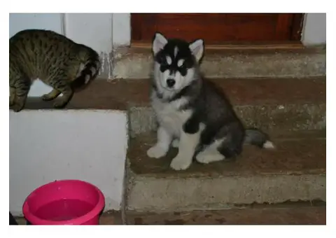 Siberian Husky for Sale