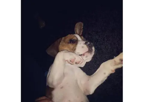 beabull puppies for sale