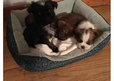 boshih puppies for sale