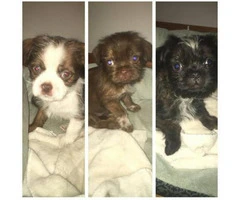 boshih puppies for sale - 2