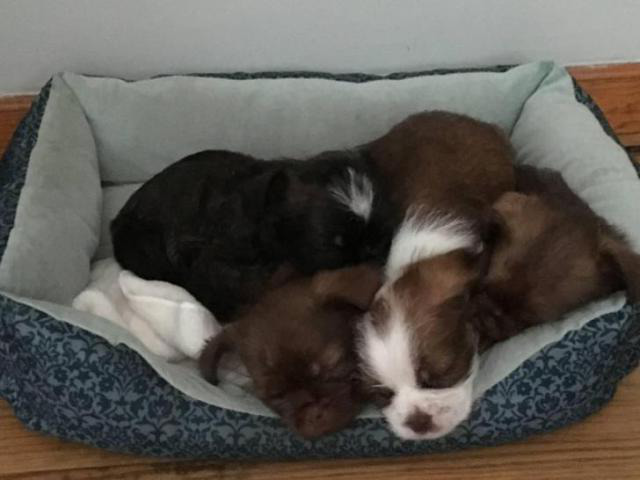Boshih Puppies For Sale In Buffalo New York Puppies For Sale Near Me