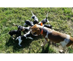 Beagle puppies male & female - 1