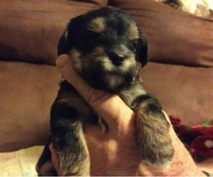 morkie puppies for sale in va - 1