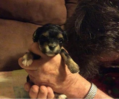 morkie puppies for sale in va - 2