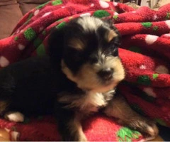 morkie puppies for sale in va - 4