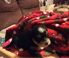 morkie puppies for sale in va - 6