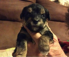 morkie puppies for sale in va - 7