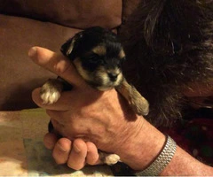 morkie puppies for sale in va - 8