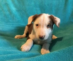 border collie for sale - 2