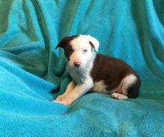 border collie for sale - 4
