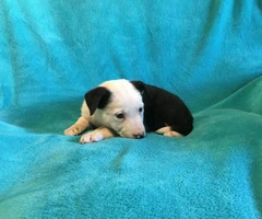 border collie for sale - 5