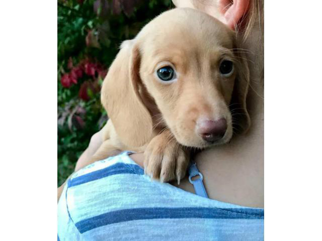 Mini Dachshund Puppies For Sale Ny Lilly Cream Miniature