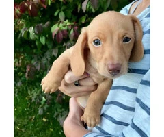 miniature dachshund puppies for sale - 2