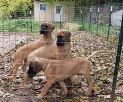 for sale great dane pups - 1