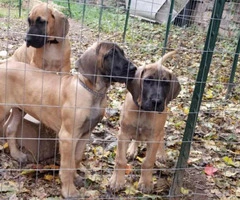 for sale great dane pups - 2
