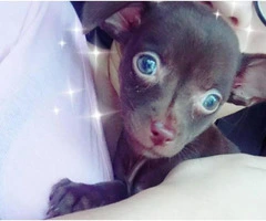 Chihuahua Puppy Miami FL - 1