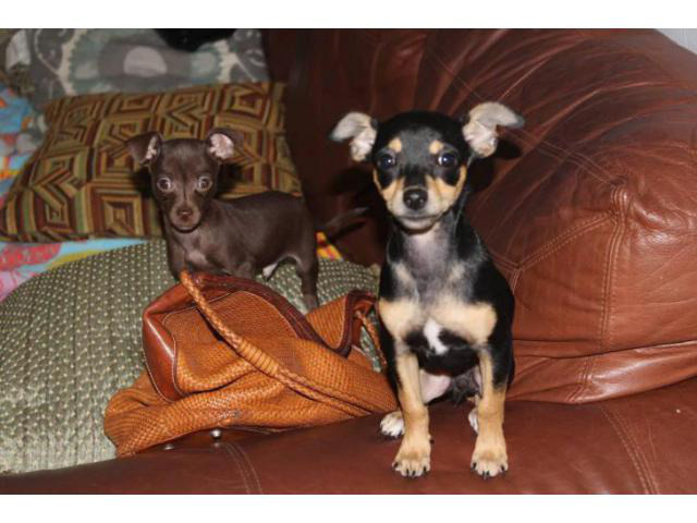 Chihuahua Puppy Miami FL in Miami, Florida Puppies for