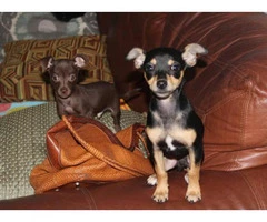 Chihuahua Puppy Miami FL - 3