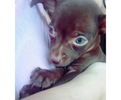 Chihuahua Puppy Miami FL - 4