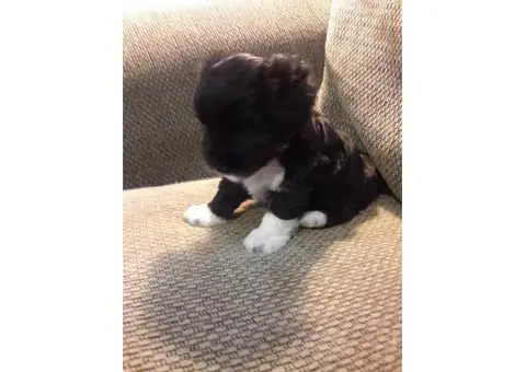 coton de tulear puppies for sale