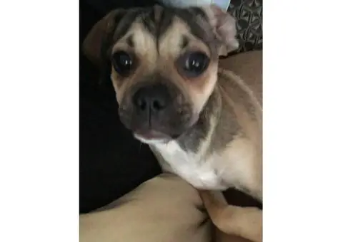 puggle puppy for sale