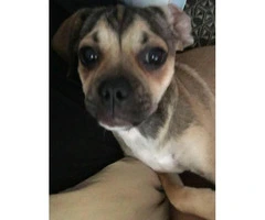 puggle puppy for sale
