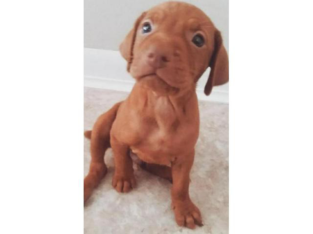 vizsla for sale