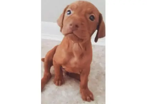 hungarian vizsla puppies for sale