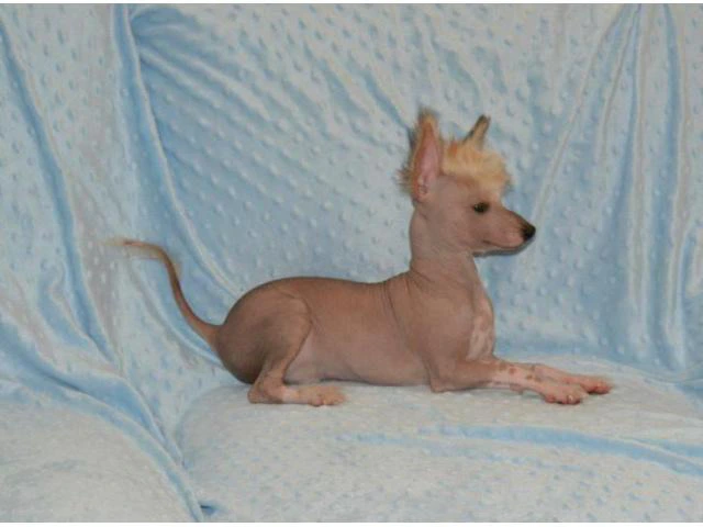 Chinese crested hairless dog for sale - 1/4