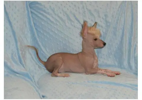 Chinese crested hairless dog for sale