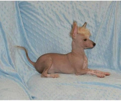 Chinese crested hairless dog for sale