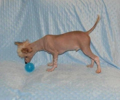 Chinese crested hairless dog for sale - 2