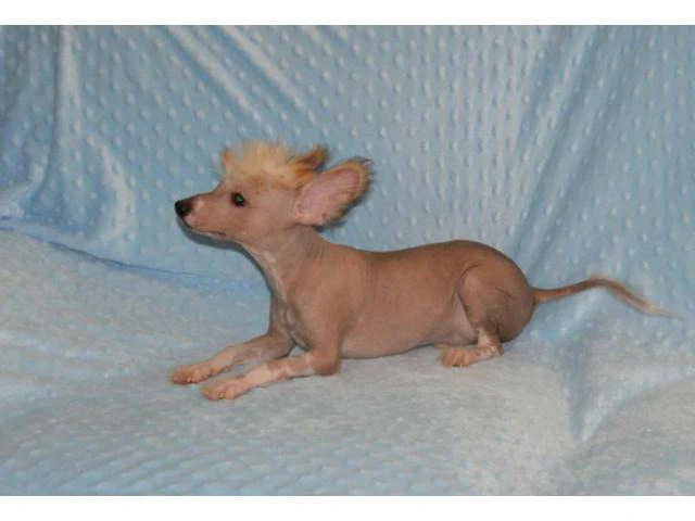 Chinese crested hairless dog for sale - 3/4