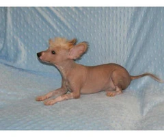 Chinese crested hairless dog for sale - 3