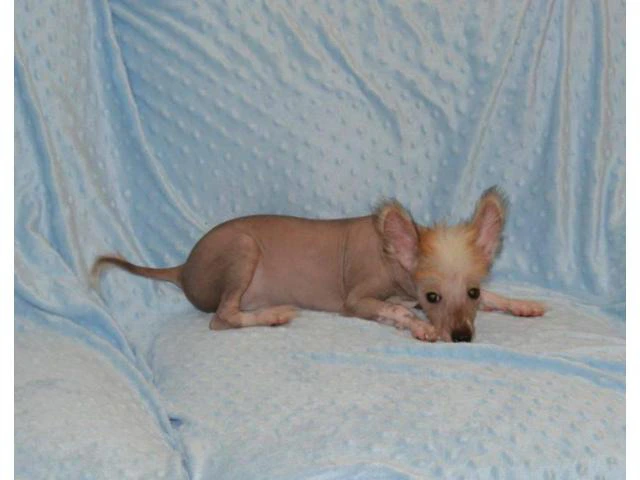 Chinese crested hairless dog for sale - 4/4
