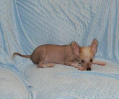 Chinese crested hairless dog for sale - 4