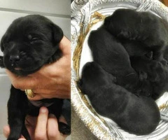 akc labrador retriever puppies for sale - 1