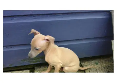 italian greyhound puppies texas