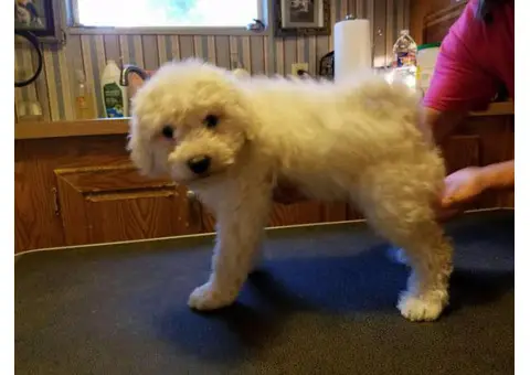 puli puppies for sale