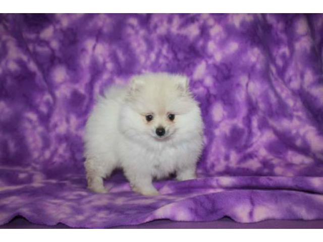 3 months old Pomeranian puppy for sale in Bloomington, Indiana