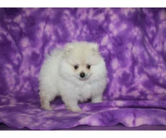 3 months old Pomeranian puppy for sale