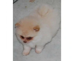 3 months old Pomeranian puppy for sale - 2