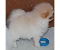 3 months old Pomeranian puppy for sale - 3