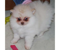 3 months old Pomeranian puppy for sale - 4