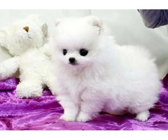 3 months old Pomeranian puppy for sale - 5