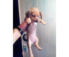 chiweenie for sale - 3