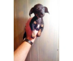 chiweenie for sale - 4