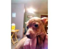 chiweenie for sale - 5